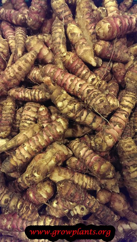 It's the tuber which provides a unique base note. Jerusalem artichoke - How to grow & care