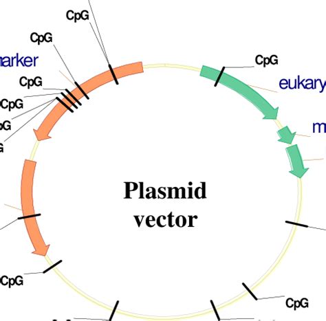 Plasmid a plasmid is an extrachromosomal dna molecule separate from the chromosomal dna and capable of autonomous replication. Schematic representation of the basic requirements of a ...