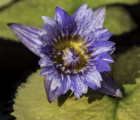 Purple Lotus Flower In Bloom On A Lily Image Free Stock Photo