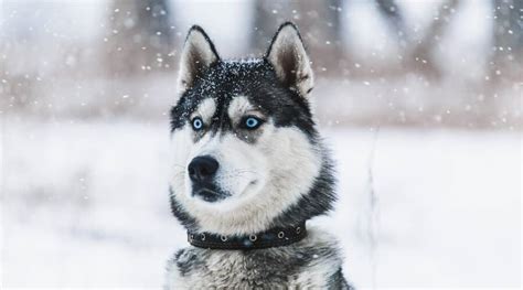 Best Cold Weather Dog Breeds 26 Cold Tolerant Dogs