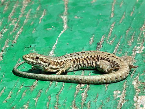 These include the mexican bearded lizards. Days on the Claise: Lizards in the Garden