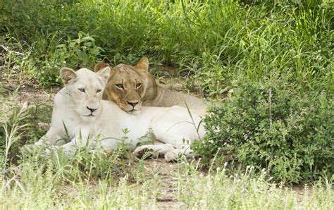 White Lion Facts Animal Sake