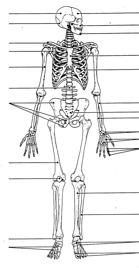 Human Skeleton Diagram Without Labels Human Body