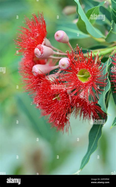 Red Blossoms And Pink Buds Of The Australian Native Flowering Gum Tree
