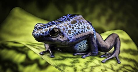 Poison Dart Frog Animal Facts A Z Animals