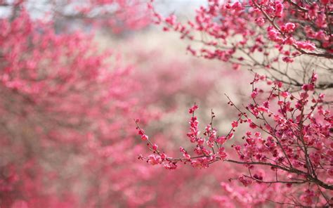 Backgrounds Cherry Blossom Wallpaper Cave
