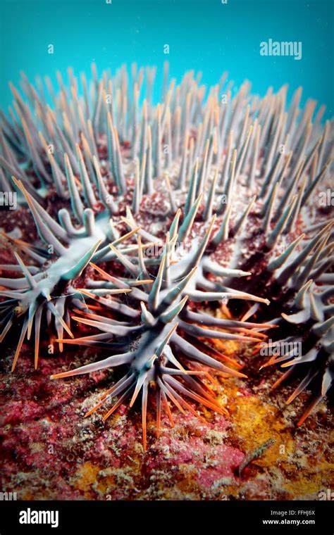 Crown Of Thorns Starfish Acanthaster Planci Stock Photo Alamy