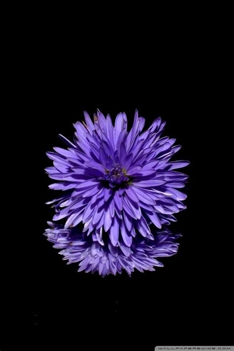 Tons of awesome iphone x 4k wallpapers to download for free. iPhone Screensaver blue flower black background e29da4 4k ...