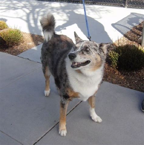 Australian Shepherd Cattle Dog Mix Breeds | All Dog Breeds | Cattle