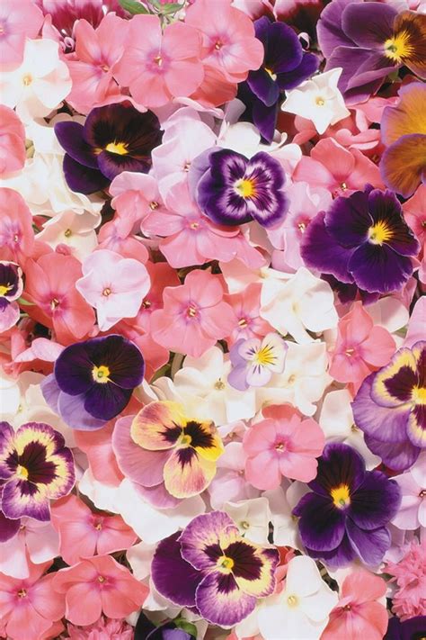 flower #wallpaper #iphone #phone | Wallpaper iphone | Pinterest