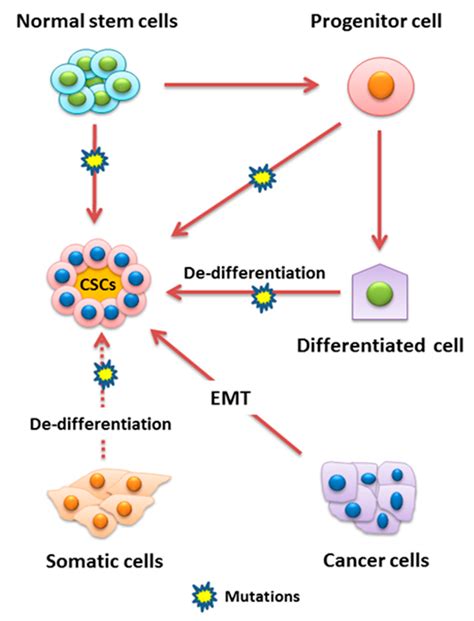 Cells Free Full Text Role Of Mirna Regulated Cancer Stem Cells In