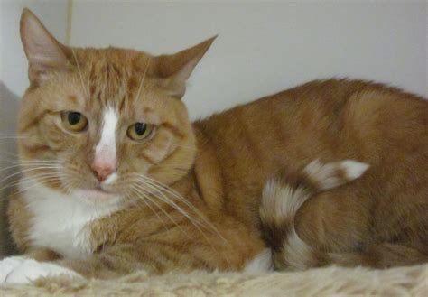 Droopy Male Domestic Cat In Nsw Petrescue