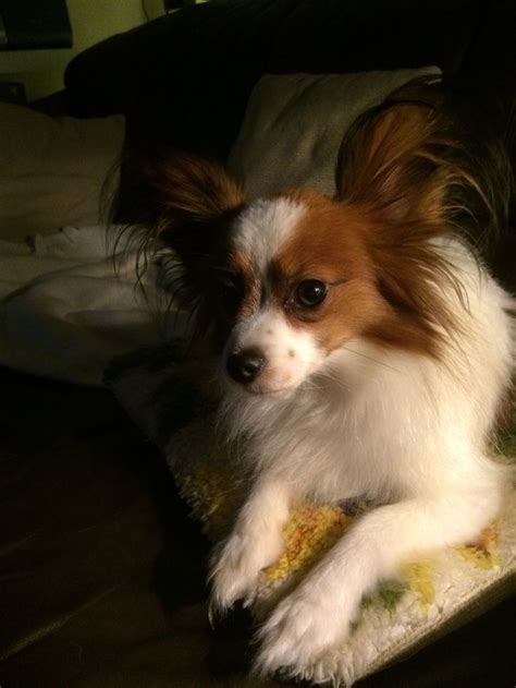 We did not find results for: Pin van Frans Varion op Vlinderhond