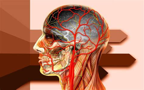 Photos | Anatomie de la tête en 10 illustrations
