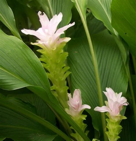 Growing Turmeric In Pots How To Grow Turmeric Care Uses And Benefits