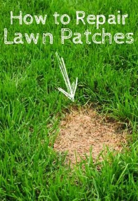 How To Repair Lawn Patches Orchids Orchids Entretien Lawn Care