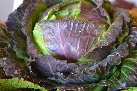 Comment faire pousser du chou de Milan ou chou de Pontoise à partir de