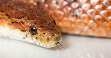 La Morsure De Votre Serpent Les Causes Et Comment Les éviter