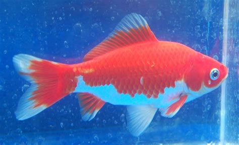 Goldfish Nice Red And White Hibuna Agua Dulce Carpas Koi Animales
