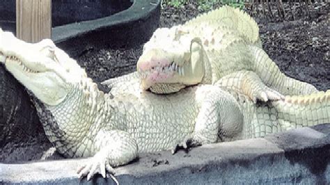 19 Albino Alligator Eggs Are Expected To Hatch At Florida Animal Park