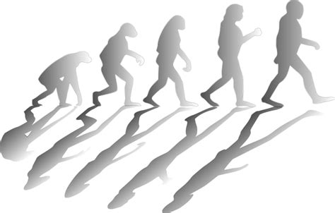 Download Evolution Evolving Mankind Royalty Free Vector Graphic Pixabay