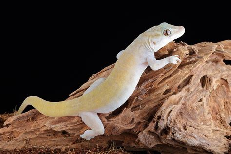 Golden Gecko Gekko Badenii Photograph By David Kenny