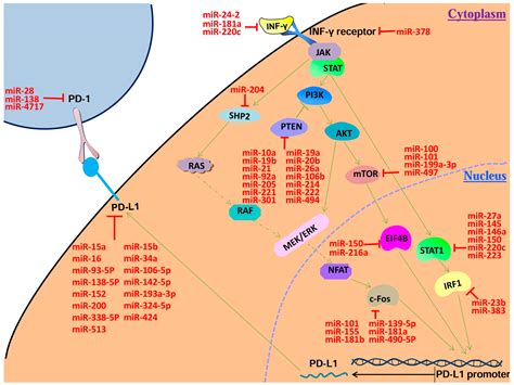 Ijms Free Full Text The Roles Of Micrornas In Regulating The