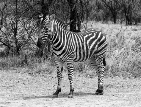 Heathy And Proud Zebra Black And White Stock Image Image Of African