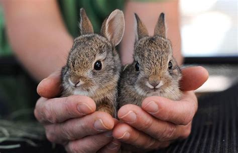 Rescuing baby cottontail bunnies | Wild baby rabbits, Wild baby, Baby