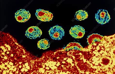 Coloured TEM Of HIV Viruses Budding From A T Cell Stock Image M Science Photo Library