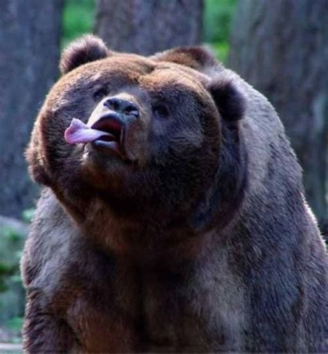 1000 Images About Bears On Pinterest Close Up Alaskan Brown Bear