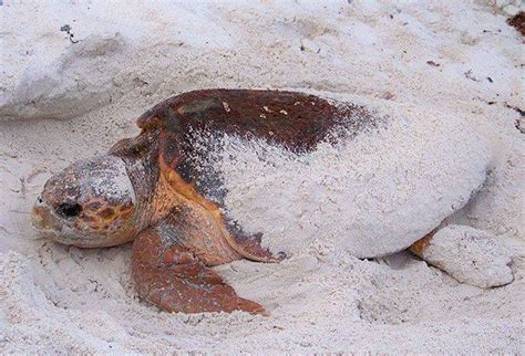 Help Protect Our Sea Turtles Coastal Angler And The Angler Magazine