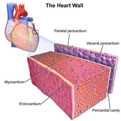 Cardiac Muscle Definition Function And Structure Biology Dictionary