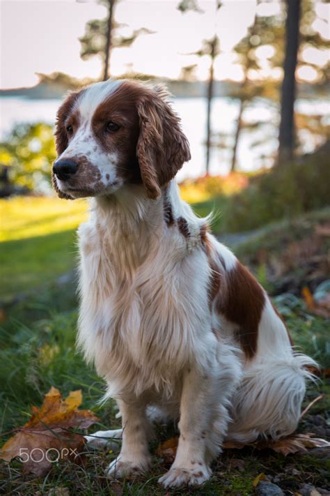 A comprehensive website about our welsh springer spaniels and english springer spaniels. Nella - Welsh Springer Spaniel | Dogs, Spaniel puppies ...