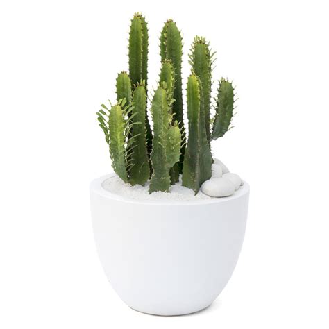 Milano Round Small White Euphorbia Acruensis Desert Candle Cactus