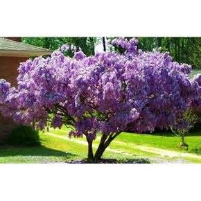 Flowering dogwood trees zone 9. Wisteria Tree zone 4-9 | Flowers, shrubs and trees ...