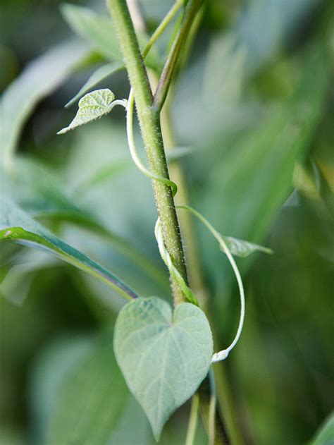 We've had lots of rain this spring/summer in. Garden Finance Weed Identification Guide - Garden Finance