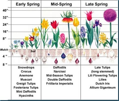 As This Chart Shows The Bloom Time Is Also Considered In The Planting
