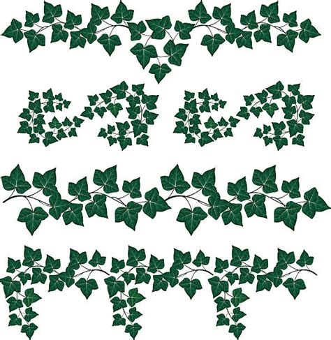 Ivy Vine Illustrations Royalty Free Vector Graphics And Clip Art Istock