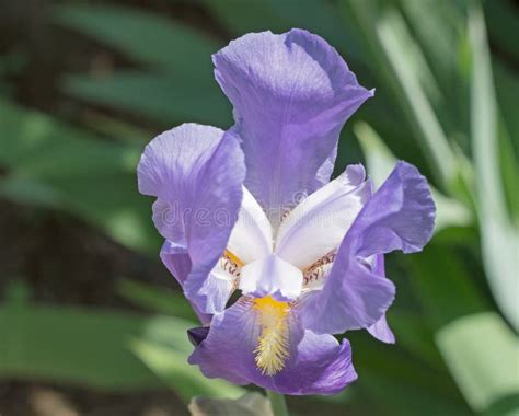 Violet Iris Flower Stock Image Image Of Close Garden 93969515
