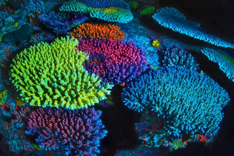 Mixed Colors Hard Coral