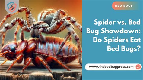 Spider Vs Bed Bug Showdown Do Spiders Eat Bed Bugs