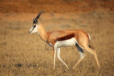 Antelope Facts About Antelopes Passnownow