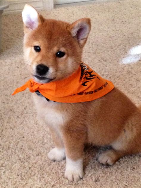 Shiba Inu Puppy I Was Just Talking About How Cute They Would Be In