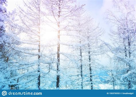 Snow Covered Trees In Winter Forest At Sunset Stock Image Image Of
