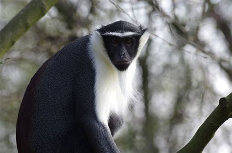 Meet The Planets 25 Most Endangered Primates