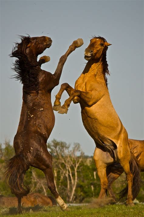 wild horse fight wallpapers gallery