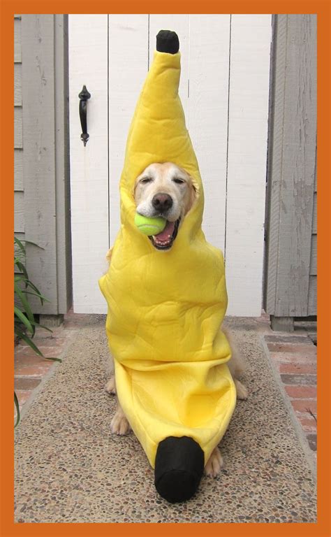 Funny Pictures Of Dogs In Costumes