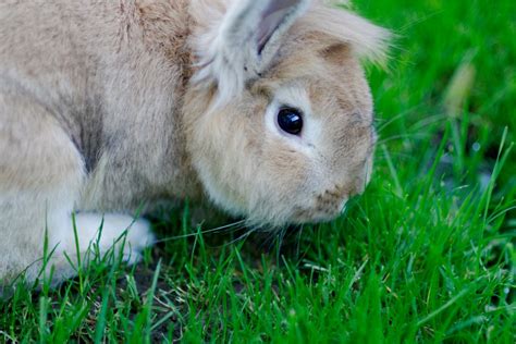 Can Rabbits Eat Pears? - Our Lovely Rabbits