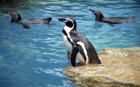 Jogja Wisata: Gembira Loka Zoo